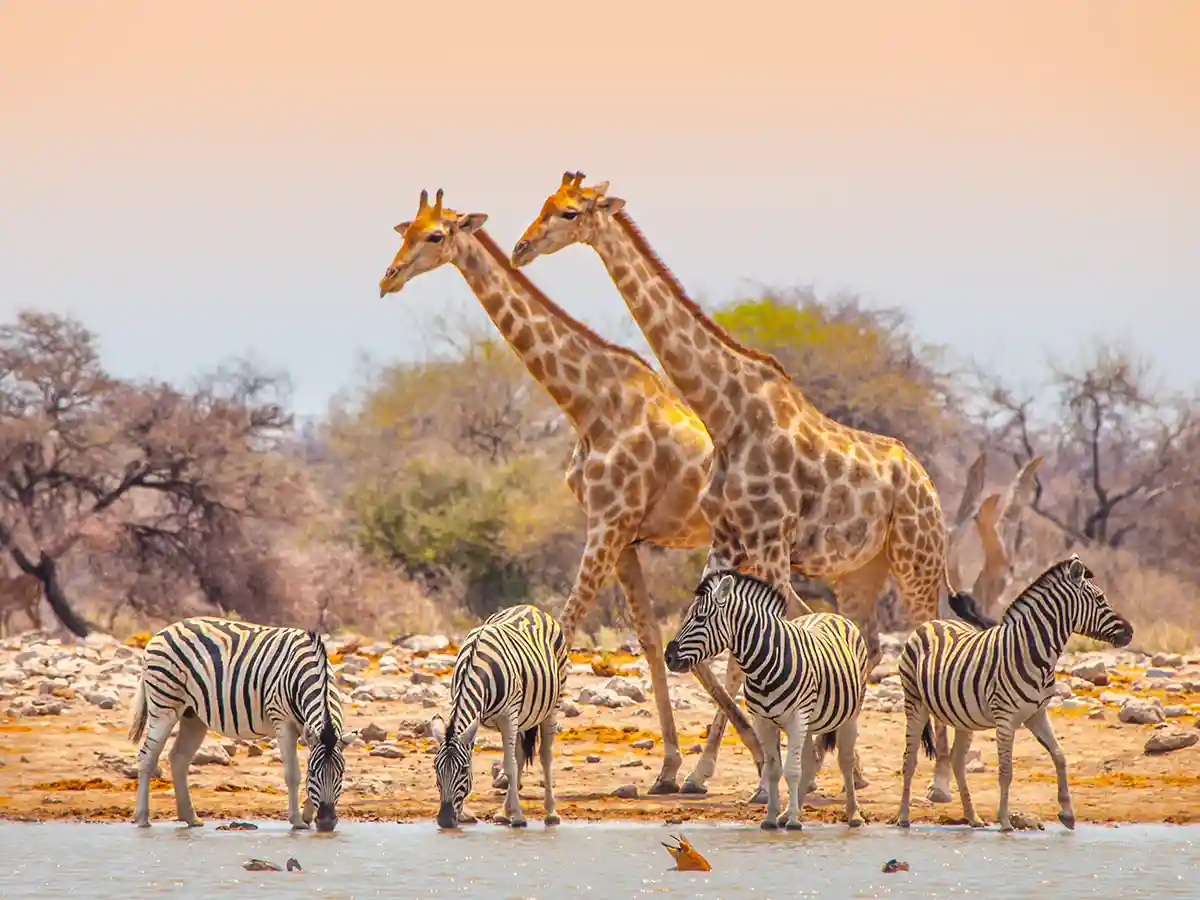 Due giraffe e quattro zebre di pianura a una pozza d'acqua nel Parco Nazionale di Etosha sotto la luce morbida del tardo pomeriggio.
