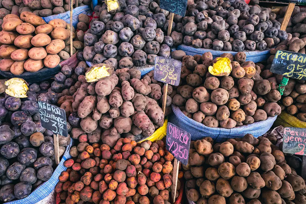 Decine di varietà native di patate peruviane — viola, borgogna, gialle e rosa — ammucchiate in cassette di mercato con etichette scritte a mano.